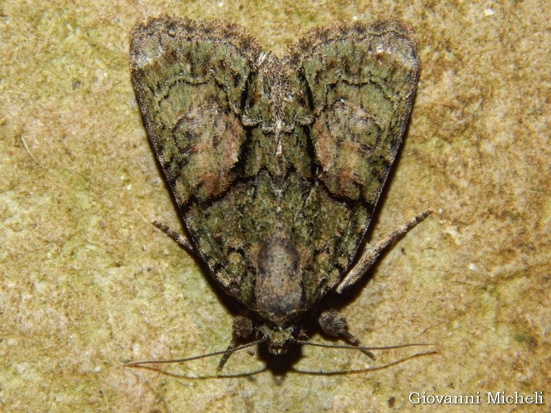 Cryphia algae oppure Cryphia ochsi